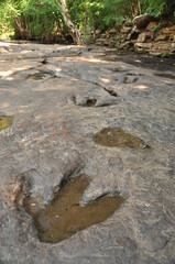 Footprint of dinosaur on stone with water and natural light at Phu Faek, national park of Thailand