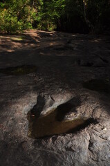 Vertical of footprint of dinosaur on stone with water and side lighting and copy space on top in...