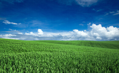 Obraz premium field of grass and perfect sky