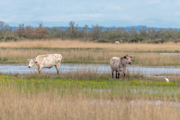 Fototapeta na wymiar Cows grazing in a swamp in the Rhone delta.