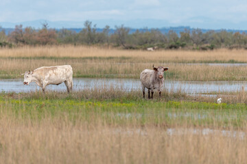 Cows grazing in a swamp in the Rhone delta.