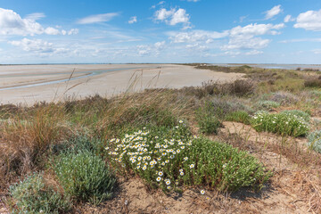 Typical landscape in a lagoon of the Rhone delta in the Camargue in spring.