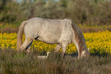 Obraz na płótnie Canvas Camargue horse and cattle egret (Bubulcus ibis) in symbiosis in a marsh blooming with yellow irises.