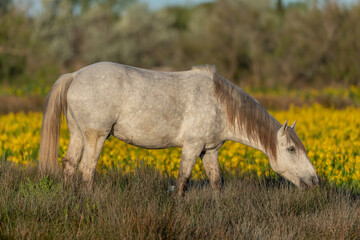 Obraz premium Camargue horse feeding in a swamp full of yellow irises.