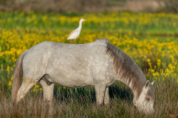 Camargue horse and cattle egret (Bubulcus ibis) in symbiosis in a marsh blooming with yellow irises.