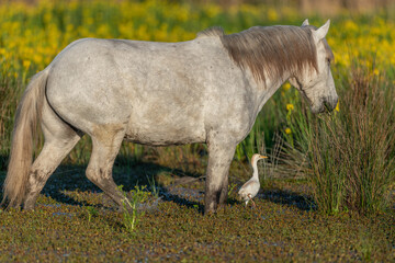 Naklejka na ściany i meble Camargue horse and cattle egret (Bubulcus ibis) in symbiosis in a marsh blooming with yellow irises.