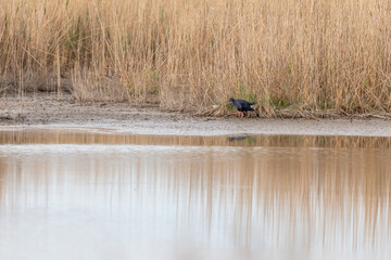 Western Swamphen (Porphyrio porphyrio) in breeding plumage in its natural environment the reed bed in spring.