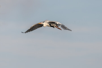Grey heron (Ardea cinerea) flying over a swamp in spring.