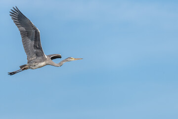 Young grey heron (Ardea cinerea) flying over a swamp in spring.