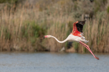 Greater Flamingos flying (Phoenicopterus roseus) in a swamp in spring.