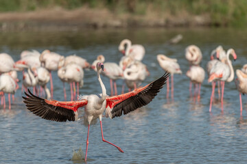 Greater Flamingos (Phoenicopterus roseus) landing in a swamp.