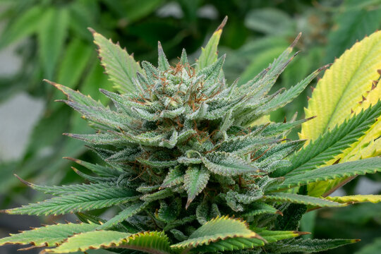 Indoor cannabis plants in a medical garden
