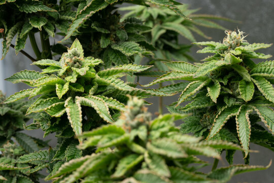 Indoor cannabis plants in a medical garden