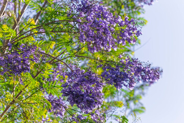 Obraz premium Close up of Violet blue purple flowers of the Jacaranda Mimosifolia tree, jacaranda, blue jacaranda, black poui, Nupur, fern tree or Sigalon in Israel in the spring.