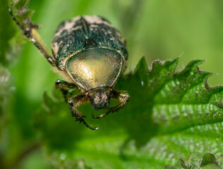 Green rose chafer portrait