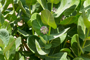 Obraz premium Flowers of calotropis procera(Sodom apple) tree also known as Apple of Sodom, king's crown, rubber bush, rubber tree in Israel near the Dead Sea.