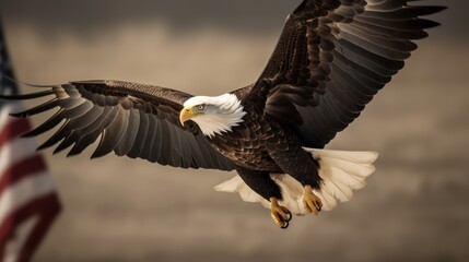 Fototapeta premium american bald eagle in flight
