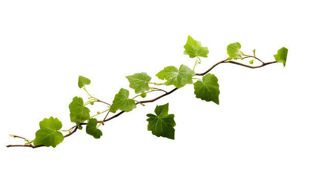 Leaves isolated on white background, vine isolated. PNG component, Generative AI.