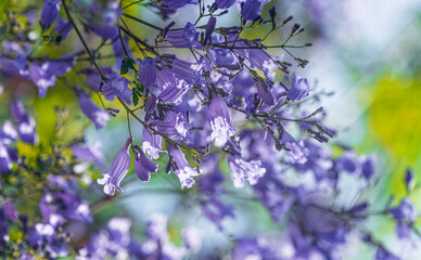 Close up of Violet blue purple flowers of the Jacaranda Mimosifolia tree, jacaranda, blue jacaranda, black poui, Nupur, fern tree or Sigalon in Israel in the spring.