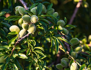 Closeup of beautiful Young almond fruit on almond tree in an almond garden orchard in a kibbutz in Northern Israel, Galilee in spring