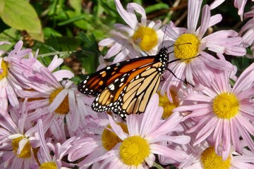 Monarch Butterfly feeding on purple daisy chrysanthemums