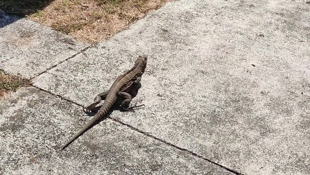 lizard runs