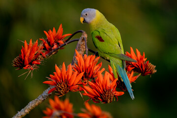  blossom headed parakeet parrot from satchori forest, sylhet, bangladesh 