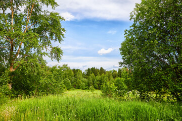 Green fresh grass on a field, lawn or clearing and trees, forest nearby on a sunny summer or spring day with a bright sun