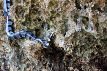 Poisonous sea snake krait on the stones near the sea