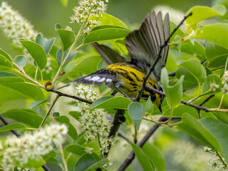 Magnolia Warbler