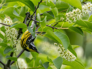 Magnolia Warbler