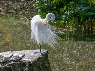 Great Egret Preening