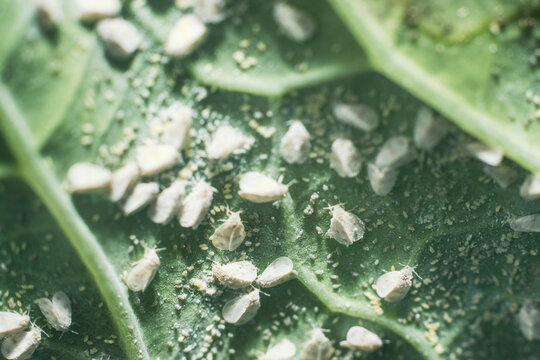 Whitefly Aleyrodes proletella agricultural pest on cabbage leaf