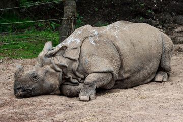 Fototapeta premium Indian Rhino, possessing body like armor, its skin is a highly distinctive characteristic, its single horn distinguishes this rhinoceros from its African counterparts, all of whom possess two horns.