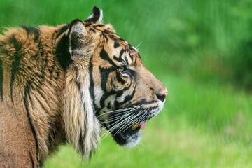 A Sumatran Tiger, which originally inhabits the Indonesian island of Sumatra. It was classified as critically endangered by IUCN in 2008.