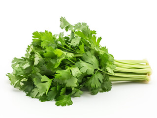 Fototapeta premium A bunch of fresh parsley on a white background