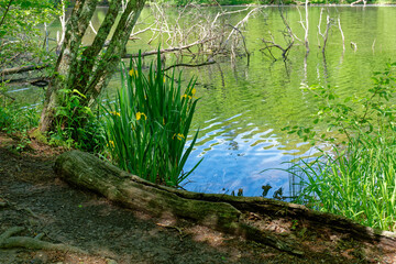 Yellow irises along the river