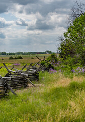 Fototapeta na wymiar Purple Phlox on the Gettysburg Battlefield, Pennsylvania USA