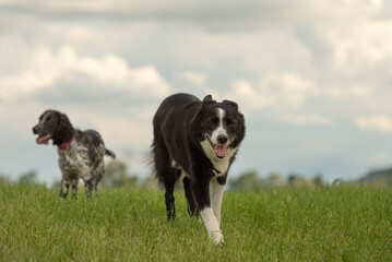 Border collie and cocker spaniel dogs together on a green meadow in front of a cloudy sky