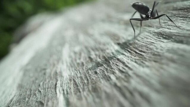 Angry ant tries to attack
