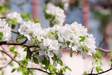 Spring flowering on the branches in the garden.