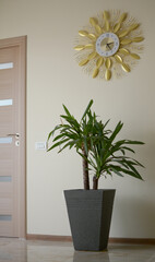 Decorative palm tree pot. Indoor palm tree in a room