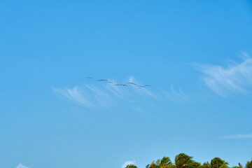 A flock of pelicans flies across the clear blue sky.