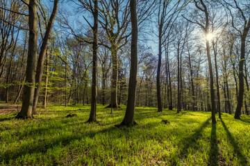 Landscape in spring forest with shadows