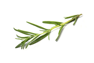 Fresh green rosemary on a white background. Rosemary branch.