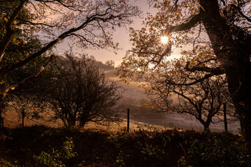British countryside scene with overhanging trees in bright sunshine