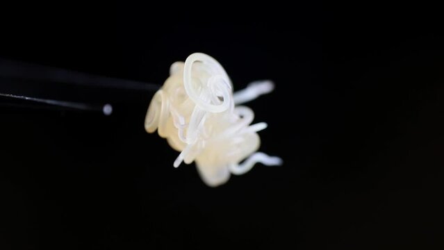 A ball of live Anisakis parasitic worms isolated from a fish