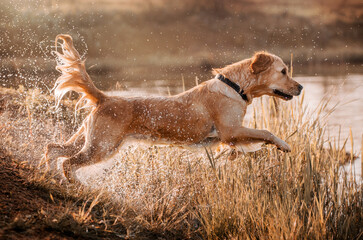 Obraz na płótnie Canvas golden retriever dog running on water summer walk near the river