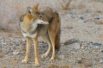 Coyote, Canis latrans, shown in Death Valley National Park, California, United States.