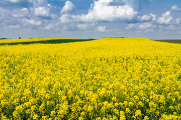 widok na kwitnące pole rzepaku © robert6666